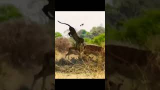 Leopard Jump from tree to catch prey