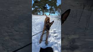 POV: Playing with Malinois in the Snow #malinois #dog #puppy