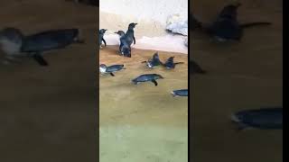 Chatty Penguins