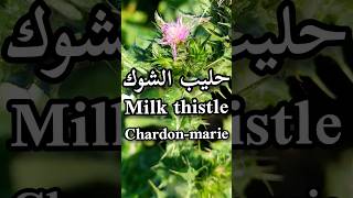 أهم فوائد نبتة حليب الشوك (السيليمارين)/Milk thistle benefits/Les bienfaits du Chardon-marie#shorts