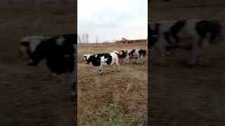 Конец рабочего дня, загоняем всех на ферму#крс #farming #коровы #farm #быки #automobile