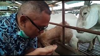 Cak Pri Cek Komposisi Konsentrat Kambing