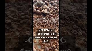 Торт «СПАРТАК» це божественний смак #спартак #торт #cake