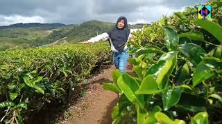 Kebun Teh Alahan Panjang, manjakan mata para pengunjung