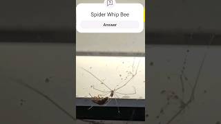 Spider vs Bee Who Won