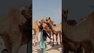 camel goats and cow walking together #camelshorts #vidio #viral