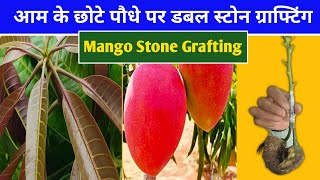 आम के प्लांट पर  ग्राफ्टिंग करने का नया तरीका | Stone Grafting On Mango Plant | Gardening