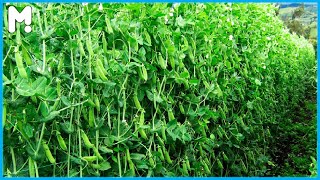 Snow Pea Farming and Harvesting - Snow Peas Cultivation Technology - Snow Peas Processing Factory