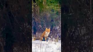 Alaskan Wildlife In My Backyard #Alaska #Fox #RedFox #Wildlife #alaskaadventure #LifeInTheWoods