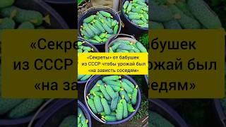 Дайте соду огурцам в конце августа. Урожай будете собирать до поздней осени