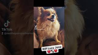 R.I.P Lucy Jane 4-6-10 to 8-23-24 ❤️🐾