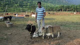 World's Shortest cow   Punganoor Nadipathy Goshala