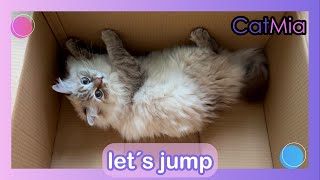 paper wall jumping challenge - CatMia