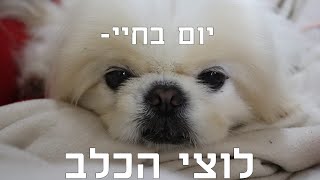 יום בחיי- לוצי הכלב