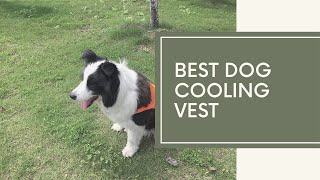 Best Dog Cooling Vest