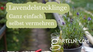 Lavendel mit Stecklingen selbst vermehren