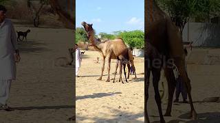 Little Camel with her mother