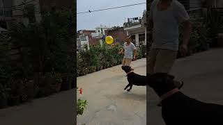 #shorts #viralyoutubeshorts #funnyshorts #labrador  #enjoy #dog #viral #chandigarh #funwithpanda