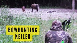 RAM HUNTING I Big Boar Hungary I Sauenjagd in Ungarn