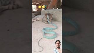 बिल्ली पर सांप हमला 😺🐍 |Snake attacks cat 😳😱 #shorts #snake #cat #wildlife