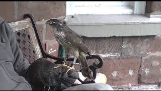 Sparrow-hawk eating meat on his hand #hawk #birds #animals #nature #love #cute #meateater