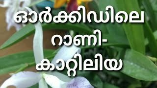 How to care Cattleya Orchids| കാറ്റിലിയ ഓർക്കിഡിന്റെ പരിപാലനം