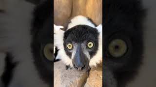 Morning Greeting From Our Lemur With Black-&-White Collar