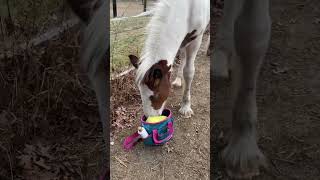 Baby horse and Mama are curious ❤️ #horses