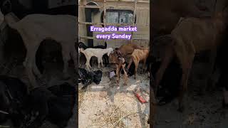 Erragadda market every Sunday 😍#Sunday #erragadda #market