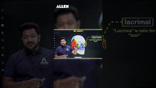 Human Skull | Lacrimal Bone - Anatomy, Location, and Function Explained | ALLEN NEET