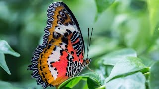 🦋Тропический сад бабочек в г.Конье 🇹🇷 Konya Tropical Butterfly Garden