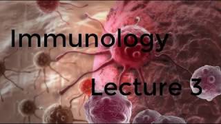 المناعة: محاضرة 3 الجزء 2 شرح وترجمة lymphoid system