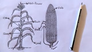 Drawing ZEAMAYS // Pencilart 2/30 [ WATCH IN 2X SPEED ] #corn #botany #record #intermediate #zeamays