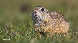 The European Ground Squirrels- Popândăul comun-欧洲地松鼠-Ardillas de tierra europea- Avrupa yer sincabı