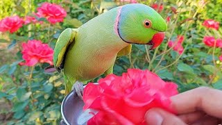 Beautiful Talking Parrot Video