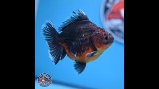 Shogun Kirin Oranda 4-5 in (241011_OR04)