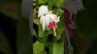 Facts about BLEEDING heart plant #bleedingheart #shorts