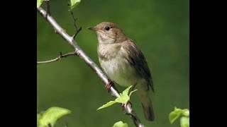 Lakštingala. Nightingale. Nachtigall.