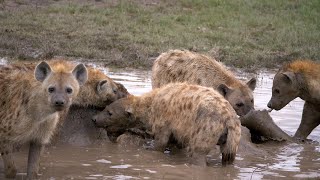 Spotted Hyenas eating a Hippo.