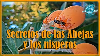 "Secretos de las Abejas Revelados: Cómo Aprovechar al Máximo los Nísperos"