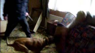 malinois attack