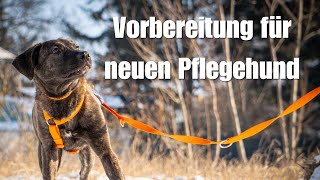 Vorbereitungen auf neuen, ängstlichen Pflegehund - Einkaufen, Herrichten & Analysieren