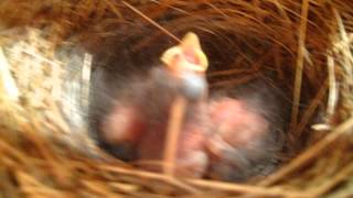 3 baby Junco birds.