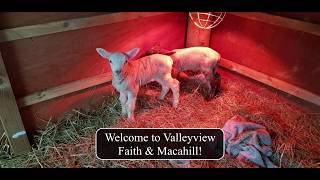 The Lambs Of Valleyview