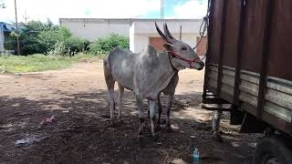 anantapuram bulls market @andhra-bulls456