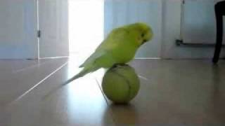 AMAZING CLIPS  Bird Keeps Himself Entertained Collected by Rashid Siddiqi evergreenpeople@yahoo com