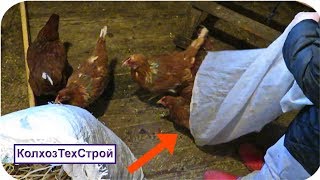 Обустройство курятника Гнезда Заселение