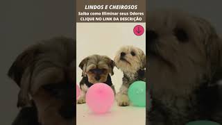 Aniversário dos Lindos e Cheirosos Cachorrinhos! [Hoje vai ter um Festa!] #shorts