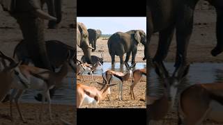 African wild animals 4k #wildlife #wildanimals #animals #shorts #ytshorts