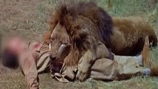 This Man-Eating Lion Killed & Consumed 6 Humans In 60 Days